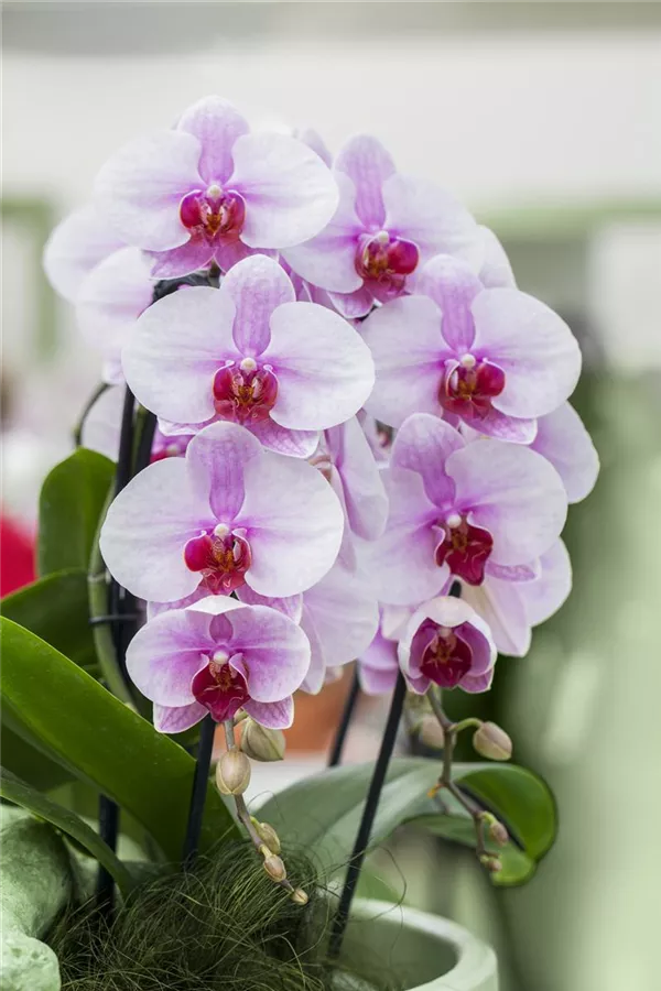 BALDUR-Garten Phalaenopsis Orchidee 1 Pflanze Schmetterlingsorchidee Nachtfalterorchidee 2 Triebe,Rosa 